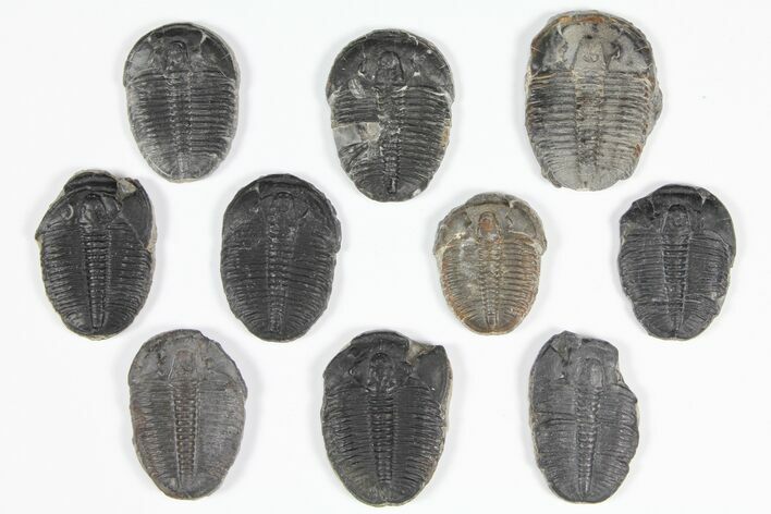 Lot: to Elrathia Trilobite Fossils - Pieces #92128